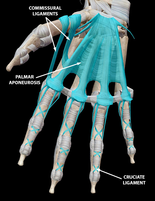 A Digital Post Fingers and Thumbs